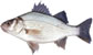gw's fishin trips!